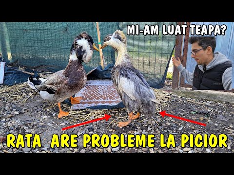 Viața la țară 😲 Mi-am luat țeapă cu rața moțată⁉️ Are probleme la picioare🥺