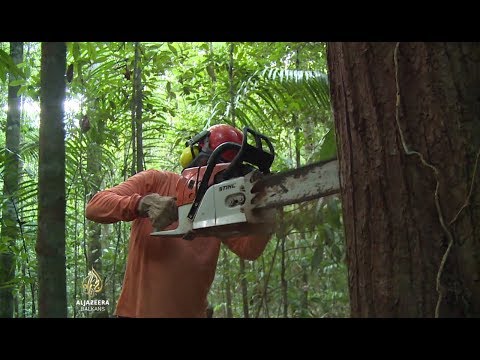 Al Jazeera Svijet: Ugrožena pluća svijeta