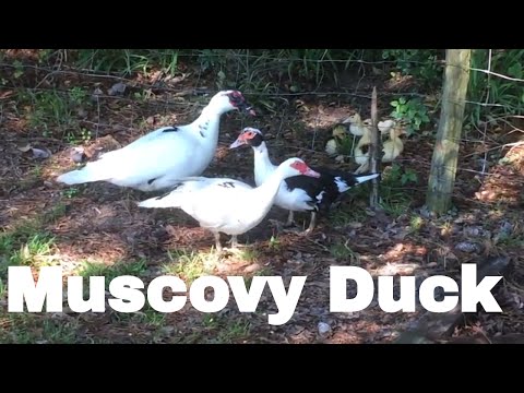 , title : 'Duck Breed Analysis: The Muscovy Duck'