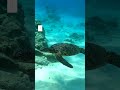 Honu Hawaiian Green Sea Turtle