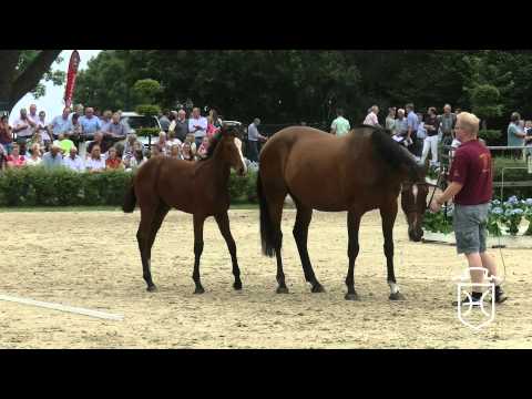 RD019 Hengstfohlen von Cascadello I   Lord Z   Corrado I