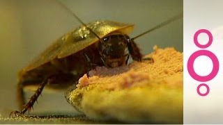 Sweet success for cockroaches in arms race with humans - do you know?