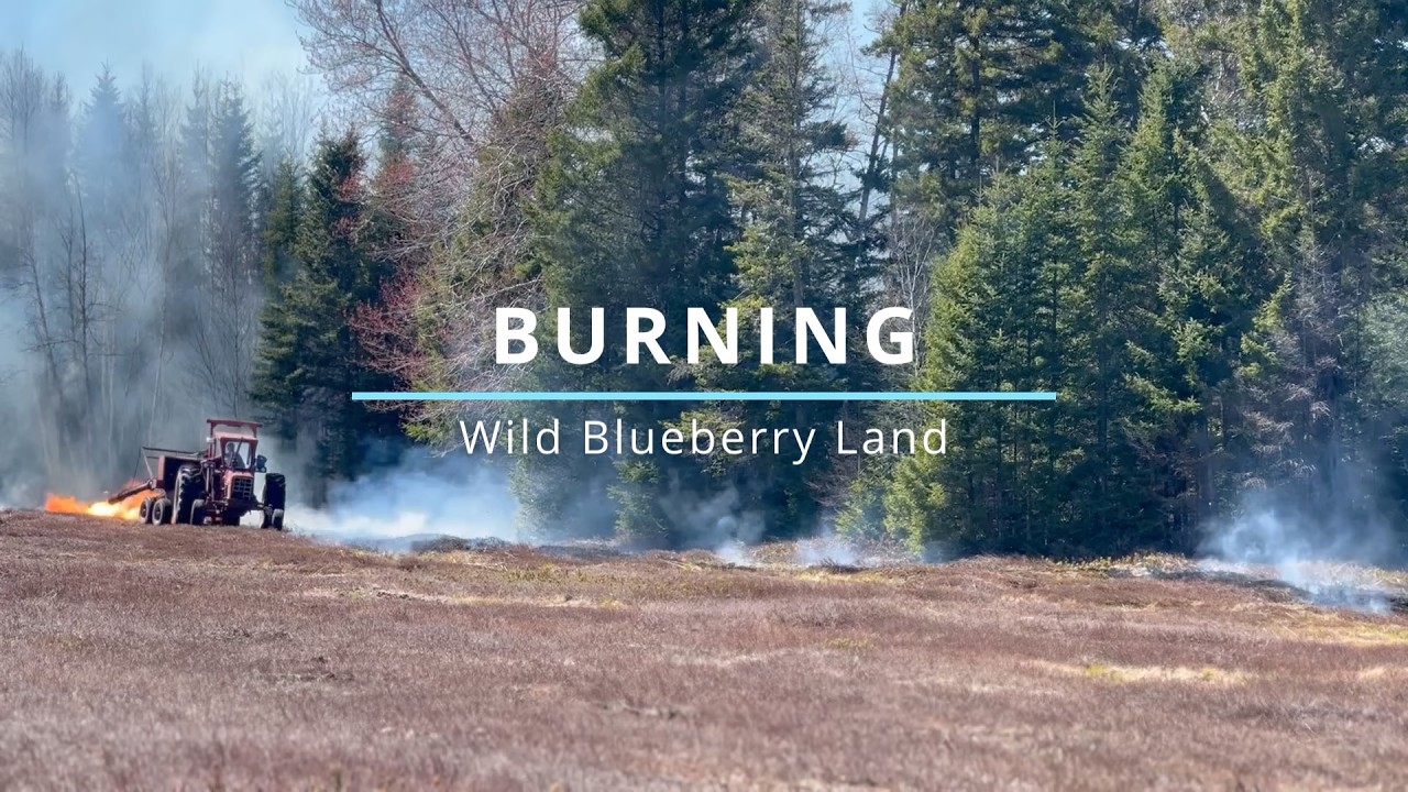 Burning Wild Blueberry Land