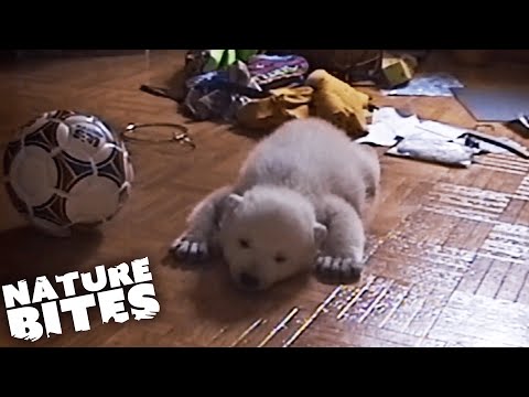 Baby Polar Bear Raised By Humans | Nature Bites