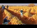 Farmers Use Farming Machines You've Never Seen - Most Advanced Agricultural Harvesting Machines ▶2