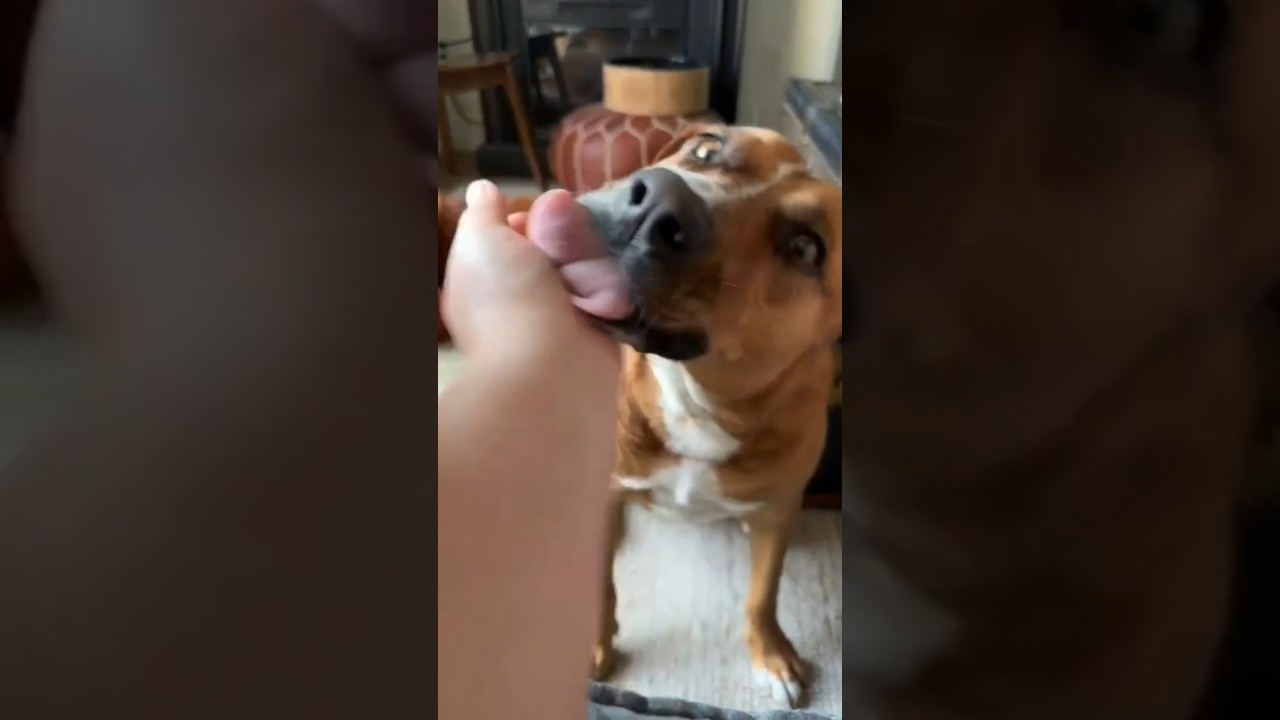 Enlarge Felice, a Adoptable mixed breed in London, ON video 6/6
