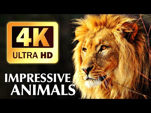 4K Baby Animal Collection of Kwazulu-Natal, South Africa ~ Scenic Relaxation Film With Calming Music