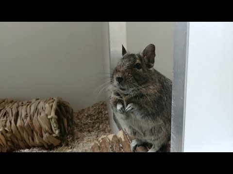 Krankentagebuch: Tag 3 und 4 nach der Verletzung