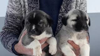 Satılık Köpek, Yavru Köpek Fiyatları