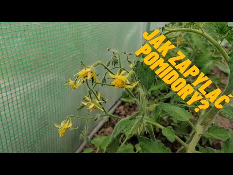 Jak zapylać pomidory w szklarni?