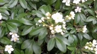 Choisya ternata - Mexican Orange, Mock Orange