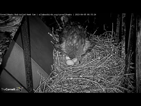 Big Red Lays Egg #3 Before Dawn At Cornell Hawks Nest | April 5, 2023