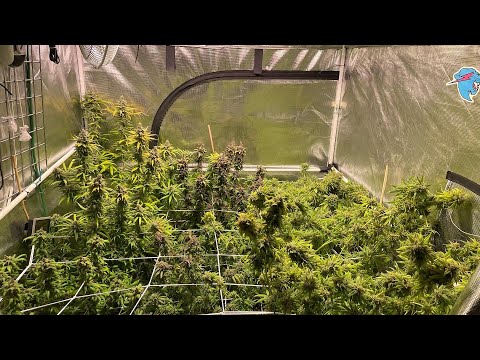 Growing: Week 8. Harvest day. Results in description