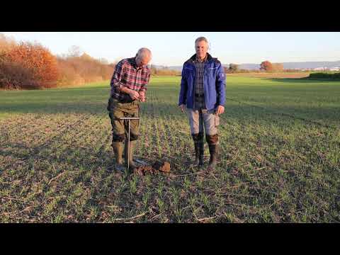 Regenerative Landwirtschaft- Dinkelanbau nach Flächenrotte- Landwirtschaftsbetrieb Wenz HumusFarming