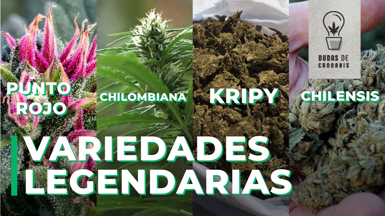 PUNTO ROJO, CHILOMBIANA, KRIPPY y CHILENSIS ¿Qué son estas variedades?
