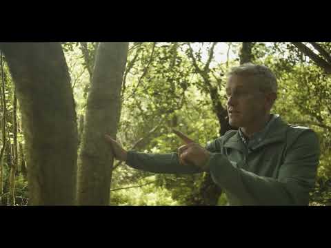 Ireland’s Native Trees - EPISODE 8 HOLLY