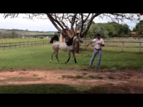 Amanda Pegasus1 (Shaezz El Madan x Kasseta Pegasus )