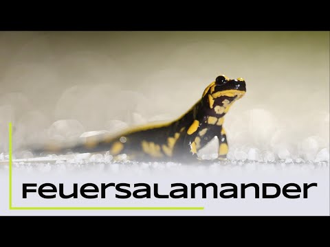 On the trail of the fire salamander - Naturewalk