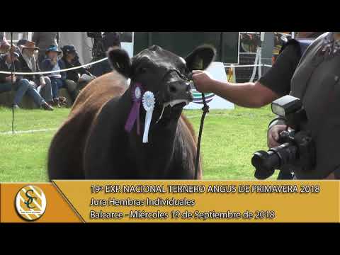 19-08-18 Jura Terneras Individuales - Exposición Nacional Angus de Primavera - Balcarce