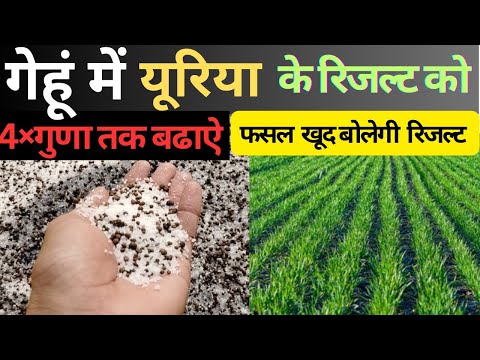 , title : 'यूरिया की पाॅवर कैसे बढ़ाएं || How to increase efficiency  of urea || यूरिया की पाॅवर होगी चारगुणा'