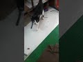 A Tuxedo Cat Meows Loudly Shorts