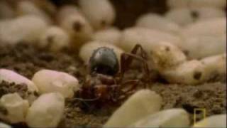 Buckethead - Quantum Crash