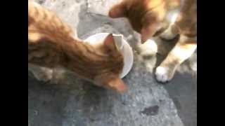 preview picture of video 'Twin Kittens in Chalki, Naxos'