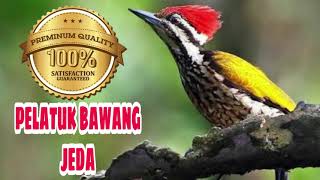 Download lagu MASTERAN PELATUK BAWANG JEDA 1 3 MENIT GAMPANG DI TIRU OLEH BURUNG mp3 Download lagu MASTERAN PELATUK BAWANG JEDA 1 3 MENIT GAMPANG DI TIRU OLEH BURUNG mp3
