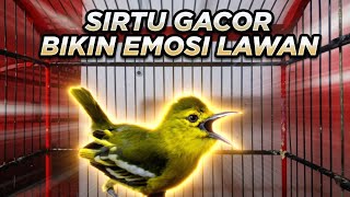 Download lagu Sirtu gacor memangil lawan,, 100% Ampuh untuk menyulut emosi sirtu jenis apapun. mp3 Download lagu Sirtu gacor memangil lawan,, 100% Ampuh untuk menyulut emosi sirtu jenis apapun. mp3
