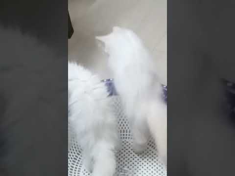 RAZIA $ SULTAN parsion cat