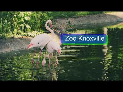 Attractions At La Quinta Inn & Suites by Wyndham Knoxville East