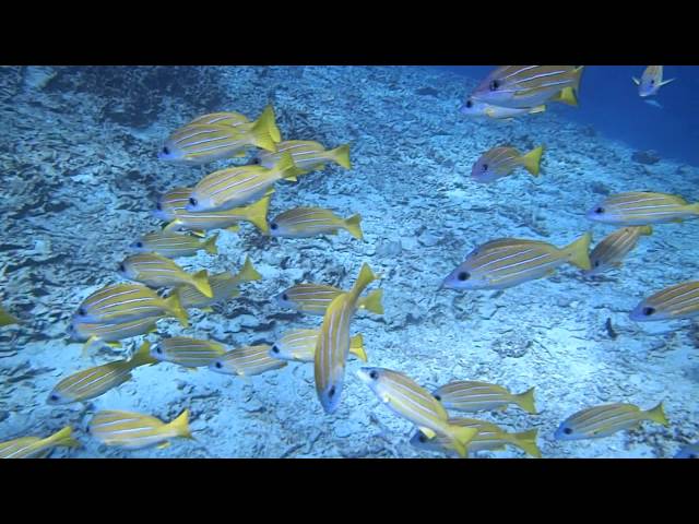 沖縄ブルーリンク(Okinawa Blue Link)　