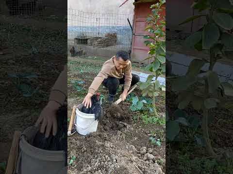 Play Partner Program #15