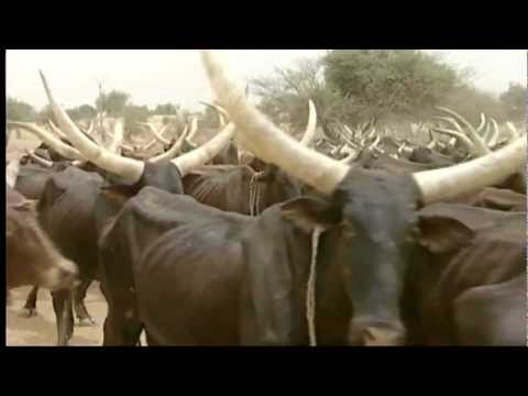 Kenya's Maasai remember rinderpest