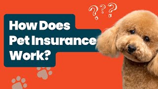 How Does Pet Insurance Work? Tips from Industry Experts!