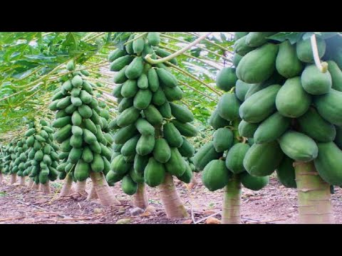 Success Story of papaya Farming