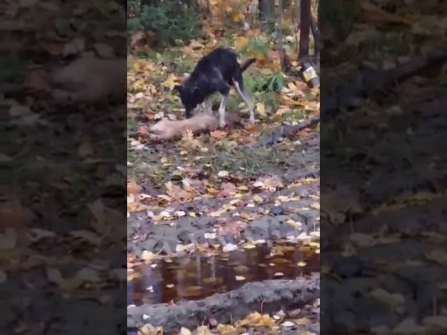 Собачья преданность (ВИДЕО)