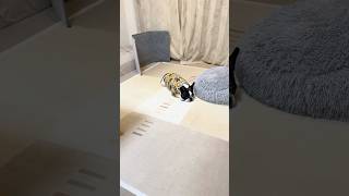 お散歩に行きたくないフレブル