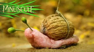 Minuscule - An acorns season / La saison des glands (Season 2)