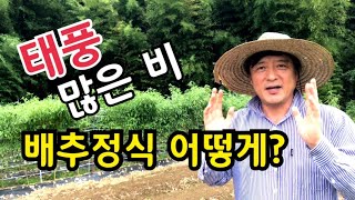 태풍이 온다는데 배추 정식 늦추고 뿌리썩음병 무름병 걱정되면 NO 멀칭 하세요