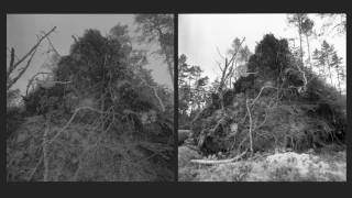 The Magical Forest – Sinikka Langeland