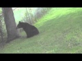 Unexpected Bear in My Yard Gets Harrassed by 3 ...