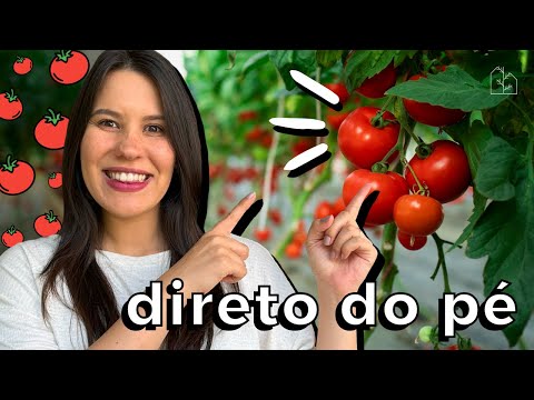 , title : 'COMO PLANTAR TOMATE A PARTIR DO TOMATE QUE VOCÊ TEM EM CASA! | Dicas para você não errar no cultivo!'