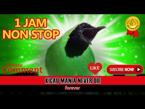 download lagu mp3 mp4 Masteran Cucak Ijo Banyuwangi Gacor, download lagu Masteran Cucak Ijo Banyuwangi Gacor gratis, unduh video klip Masteran Cucak Ijo Banyuwangi Gacor