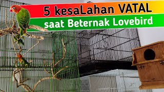 Download lagu kesaLahan DaLam Beternak Lovebird mp3 Download lagu kesaLahan DaLam Beternak Lovebird mp3