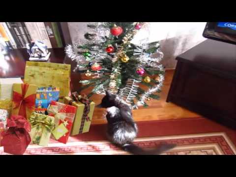 My pet and Christmas tree