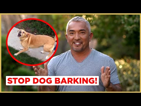 YouTube video about: How to train your dog not to bark at strangers?