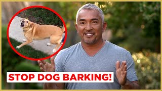 How to Stop Dog Barking! | Cesar911