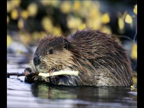 Last Expedition - Keljav Dabar