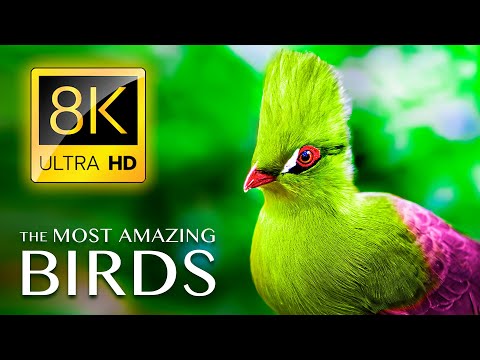 , title : 'The Most Amazing BIRDS in the World 8K ULTRA HD - Relaxing Music and Nature Sounds 8K TV'